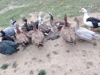 Ducks — zdjęcie 6