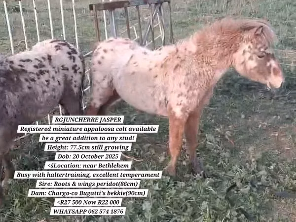 公马, Miniature horse