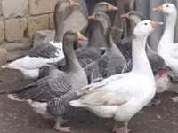 Geese — 2-сурет