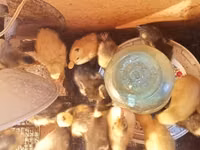 Ducks — புகைப்படம் 4
