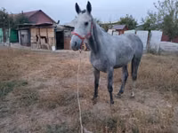 குதிரை, Thoroughbred horse — புகைப்படம் 4
