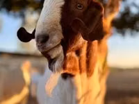Koza, Boer goat — zdjęcie 3
