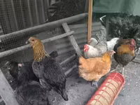Chickens — foto 5