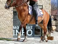 Kůň, Karabakh horse — foto 4