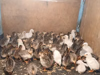 Guinea fowl — foto 2