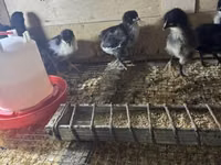 Australian Pit Game fowl — photo 3