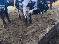 公牛, Russian Black pied cattle — 照片 1