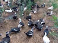 Ducks — 2-rasm