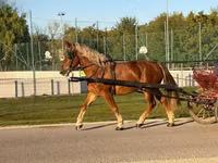 Koń, Konie — zdjęcie 8
