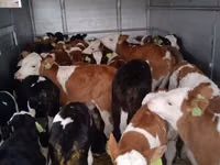 Taureau, Simmental cattle — photo 3
