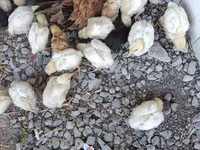 Chickens — foto 2