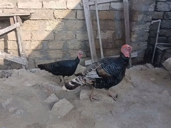Geniş Göğüslü Beyaz