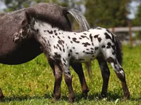 Toychoq, American shetland pony — 3-rasm