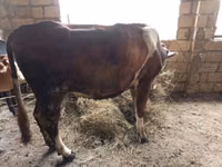 Krava, Simmental cattle — foto 1