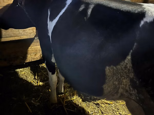 Sigir, Russian Black pied cattle