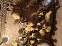 Turkeys — foto 1