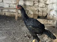 Chickens — foto 3