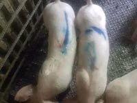 ஆண் பன்றி, பன்றிகள் — புகைப்படம் 3