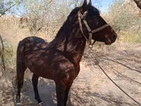 Cheval, Karabair horse — photo 3