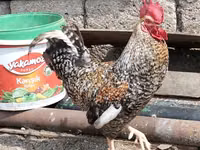 Chickens — foto 2