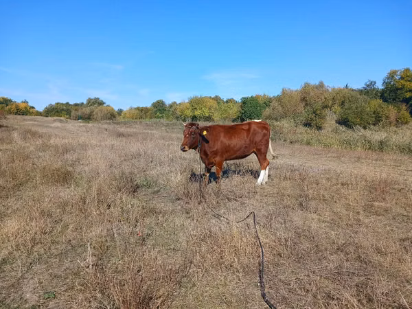 İnək, Simmental cattle