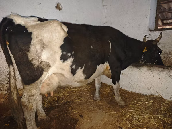 雌牛, Russian Black pied cattle