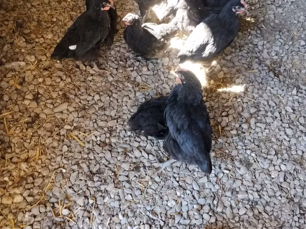 Chickens — அசர்பைஜான்