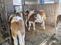 Сиыр, Simmental cattle — 2-сурет