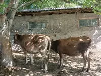 Byk, Bydło — zdjęcie 3