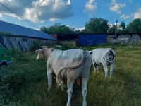 Sigir, Charolais cattle — 4-rasm