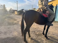 Cavalo, Cavalos — foto 3