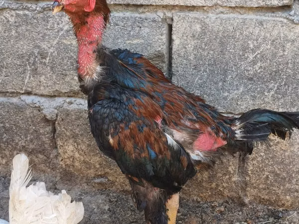 Chickens