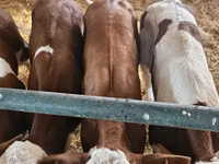 Toro, Simmental cattle — foto 7