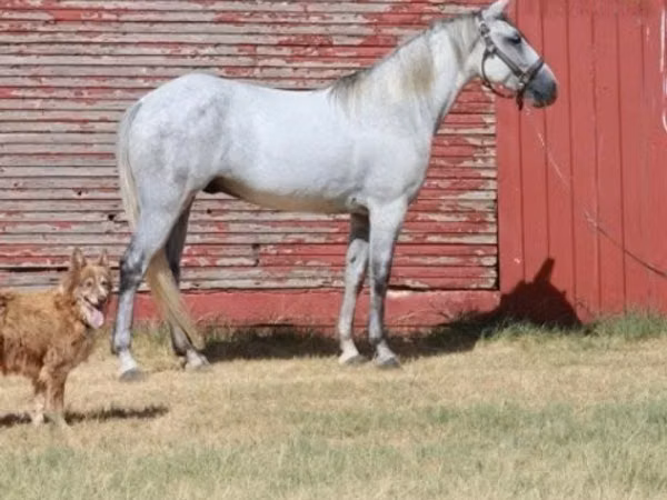 Cavalo, Tennessee Walking Horse