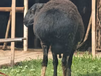 Baran, Blackheaded Persian sheep — zdjęcie 7