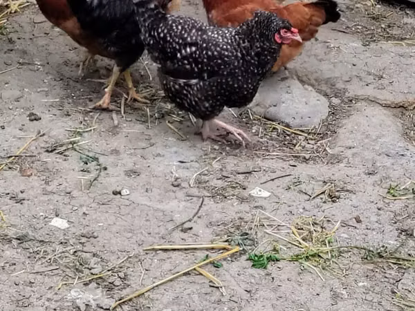 Chickens