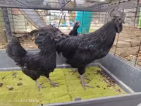 Ayam Cemani — foto 2