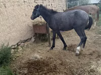 Koń, Friesian sport horse — zdjęcie 3