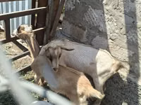 ஆண் வெள்ளாடு, Alpine goat — புகைப்படம் 3