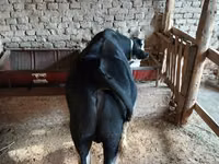 Cattle (batch, sex not specified), Russian Black pied cattle — photo 3