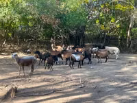 Koyunlar (parti, cinsiyet belirtilmedi), Cameroon sheep — foto 2