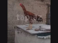 Chickens — الصورة 2