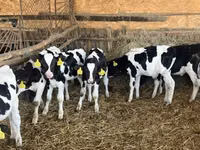 Taureau, Russian Black pied cattle — photo 2