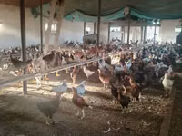 Chickens — Foto 6