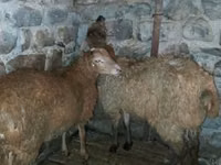 Baran, Owce — zdjęcie 8
