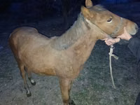Jument, Chevaux — photo 3