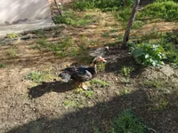 Ducks — zdjęcie 1