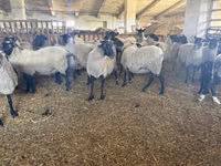 ცხვრები (პარტია, სქესი არ არის მითითებული), Romanov sheep — ფოტო 2