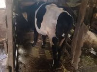 Vaca, Russian Black pied cattle — foto 6