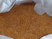 Продам кукурузу — foto 2